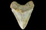 Fossil Megalodon Tooth - North Carolina #109523-2